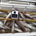シロギスの釣果とO.F.Fの釣り竿
