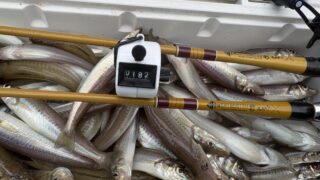 シロギスの釣果とO.F.Fの釣り竿