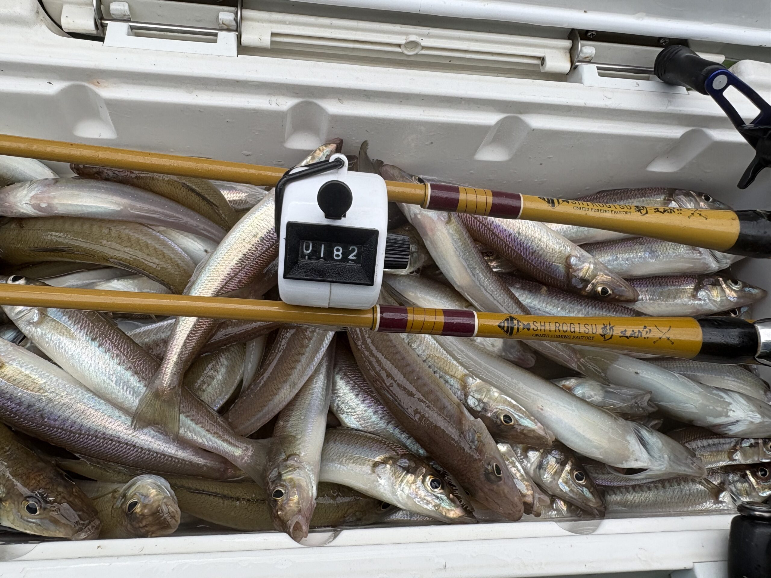 シロギスの釣果とO.F.Fの釣り竿